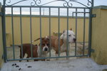 Amstaff Cuccioli Pedigree - Foto n. 7