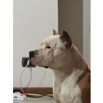 Amstaff Cuccioli Pedigree - Foto n. 8