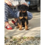 Cuccioli di Rottweiler Maschi - Foto n. 2