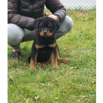 🐶 Rottweiler maschio di 7 mesi in vendita a Castelfranco Veneto (TV) da allevamento