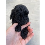 🐶 Barboncino di 8 settimane (cucciolo) in vendita a Ospedaletti (IM) e in tutta Italia da privato