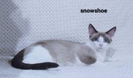 Gatti Snowshoe