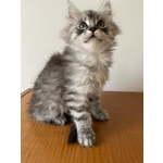 Cucciola Maine coon Dolcissima Pedigree Anfi