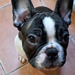 CUCCIOLO DI BOULEDOGUE FRANCESE