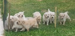 Disponibili Cuccioli di Golden Retriever - Foto n. 4