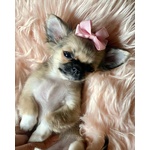 🐶 Chihuahua femmina in vendita a Torino (TO) e in tutta Italia da privato