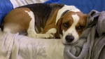 🐶 Beagle femmina di 5 anni in adozione a Latina (LT) e in tutta Italia da privato