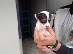 Jack Russell Cuccioli - Foto n. 2