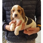🐶 Beagle in vendita a Ripi (FR) da privato