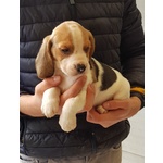 Beagle Cuccioli - Foto n. 2