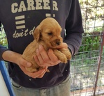 Cocker Spaniel Cuccioli