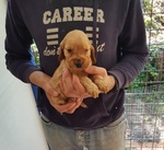 Cocker Spaniel Cuccioli - Foto n. 2