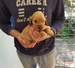 Cocker Spaniel Cuccioli - Foto n. 3