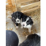 Cuccioli di bordercollie