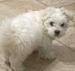 🐶 Maltese maschio in vendita a Castellaneta (TA) e in tutta Italia da privato