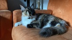 Vendo Cuccioli di Maine Coon