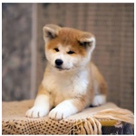 Cuccioli Akita Inu - Foto n. 1