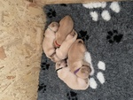 🐶 Golden Retriever maschio di 8 settimane (cucciolo) in vendita a Meda (MB) e in tutta Italia da privato