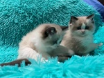 Dolcissimi e Bellissimi Ragdoll Cuccioli con Pedigree - Foto n. 1