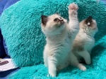 Dolcissimi e Bellissimi Ragdoll Cuccioli con Pedigree - Foto n. 3