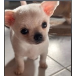 Cuccioli Chihuahua pelo Corto - Foto n. 1
