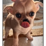 Cuccioli Chihuahua pelo Corto - Foto n. 2