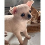 Cuccioli Chihuahua pelo Corto - Foto n. 3