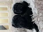 🐶 Barboncino femmina di 5 mesi in vendita a Colico (LC) da privato