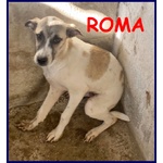 Roma Cucciola 5 mesi Abbandonata in Canile