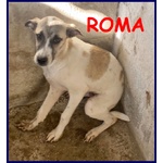 Roma Cucciola 5 mesi Abbandonata in Canile - Foto n. 1