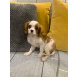 🐶 Cavalier King femmina di 1 anno e 7 mesi in adozione a Milano (MI) da privato