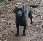Vendo bellissima labrador con pedegree.
