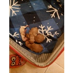 🐶 Barboncino di 6 settimane (cucciolo) in vendita a Ancona (AN) da privato