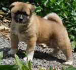 Stupendi Cuccioli di Akita Inu - Foto n. 1