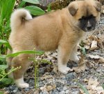 Stupendi Cuccioli di Akita Inu - Foto n. 2