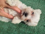 🐶 Maltese femmina di 7 settimane (cucciolo) in vendita a Casale Monferrato (AL) e in tutta Italia da privato