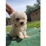 Cuccioli di Maltipoo– Maltese/barboncino - Foto n. 3