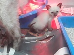 🐱 Siamese femmina di 1 anno e 5 mesi in vendita a Casale Monferrato (AL) e in tutta Italia da privato