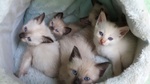 Cuccioli Gattini Siamesi Thai - Foto n. 3