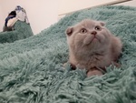 Scottish Fold