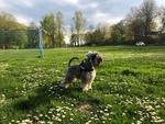 Schnauzer nano pepe e sale con Pedigree a roma per Accoppiamento - Foto n. 2