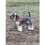 Schnauzer nano pepe e sale con Pedigree a roma per Accoppiamento - Foto n. 6