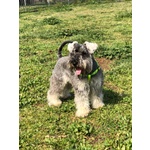 Schnauzer nano pepe e sale con Pedigree a roma per Accoppiamento - Foto n. 8