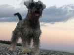 Schnauzer nano pepe e sale con Pedigree a roma per Accoppiamento - Foto n. 11