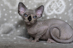 sphynx cucciolo