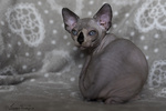 Sphynx Cucciolo - Foto n. 2