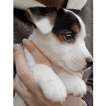 Cuccioli di jack Russell - Foto n. 2