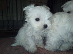 cucciolo maltese