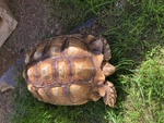 Tortoise Available