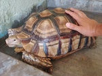 Tortoise Available - Foto n. 2